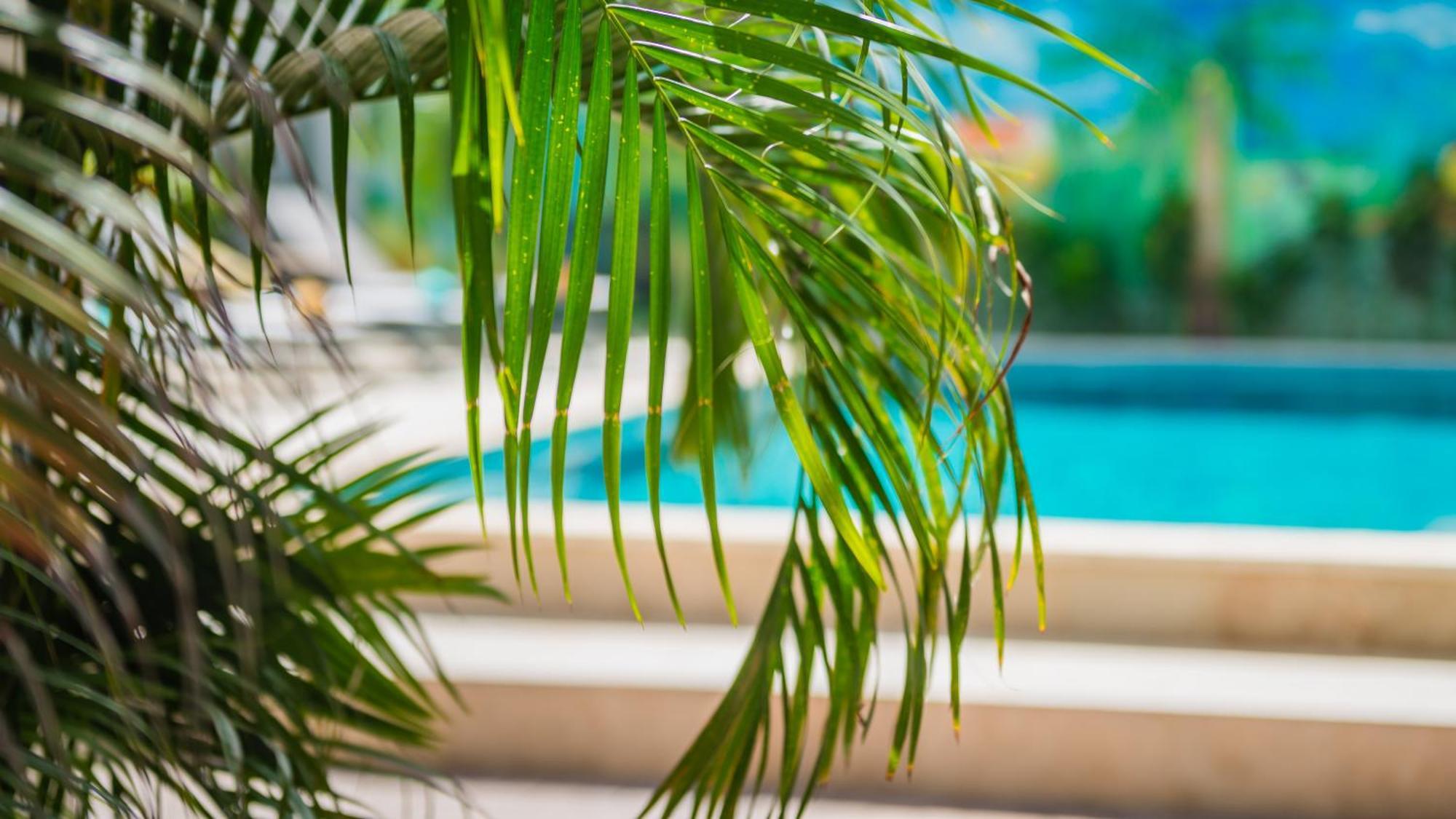 Casita Palma Boutique Resort クラレンダイク エクステリア 写真